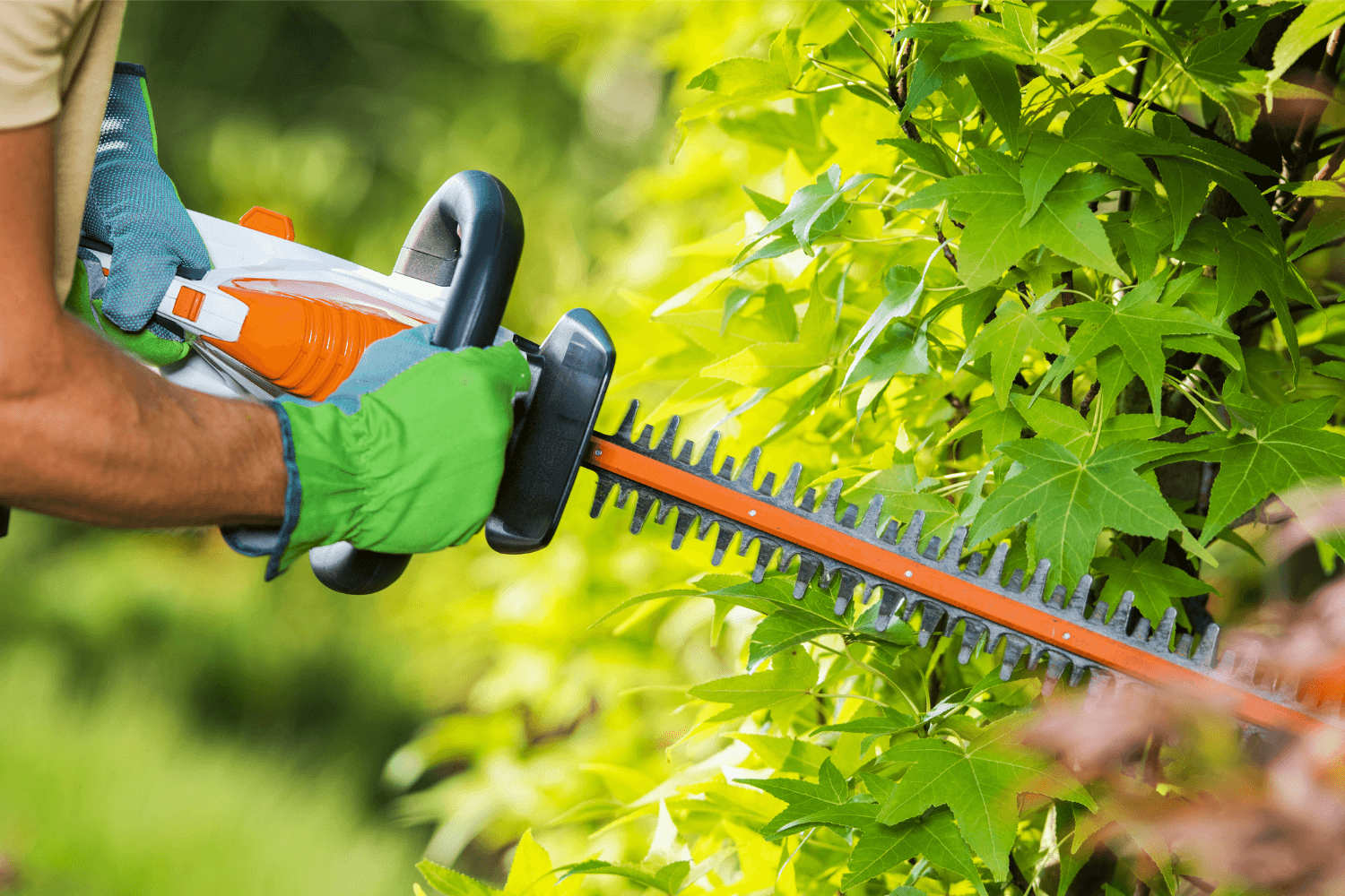 Hedge trimmer in use – professional hedge cutting service in Birmingham